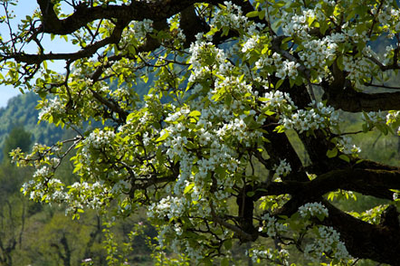 Ab und zu trifft man auch auf einen Birnbaum inmitten der Apfelfelder