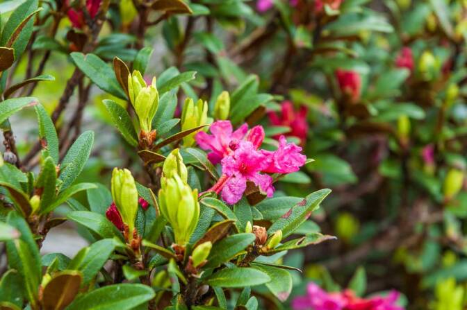 Alpenrosen umsäumen den Sissi-Panoramarundweg