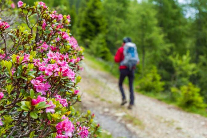 Alpenrosen auf den Weg zum Tschiernock