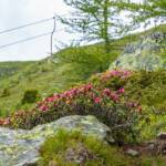 Alpenrosen, Sessellift