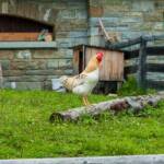 Maiskogel, Maiskogelalm