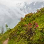 Alpenrosen, Kitzsteinhorn