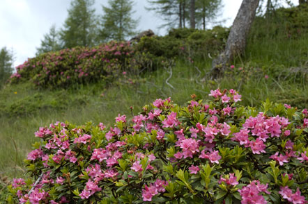 Alpenrosen auf den Weg zum Tschiernock