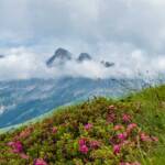 Alpenrosen, Catinaccio, Rosengarten, Rosengartengruppe