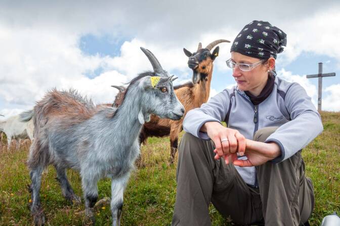 Anni, Ziege, Ziegen, Ziegenartige, capra, geiss, geissen, goat