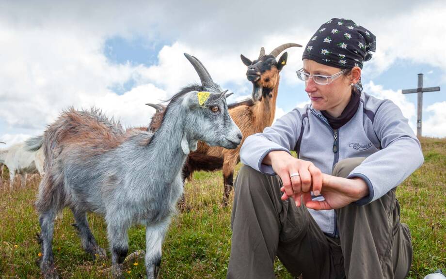 Anni, Ziege, Ziegen, Ziegenartige, capra, geiss, geissen, goat