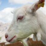 Ziege, Ziegen, Ziegenartige, capra, geiss, geissen, goat