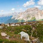 Latemar, Zanggen, Ziege, Ziegen, Ziegenartige, capra, geiss, geissen, goat