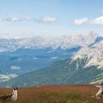 Latemar, Zanggen Ausblick, Ziege, Ziegen, Ziegenartige, capra, geiss, geissen, goat