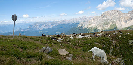 Am Zanggen: Blick zum Latemar, Rosengarten und Schlern