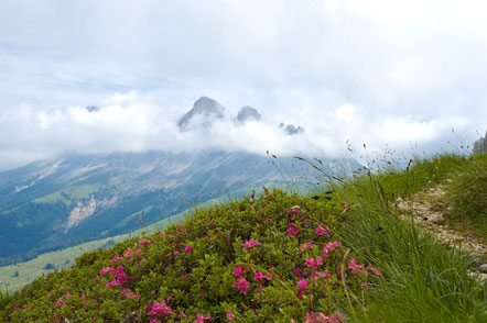 Auf dem Weg zum Latemar. Blick zum Nachbarberg dem weltberühmten Rosengarten.