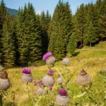 Alpen-Distel