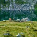 Bergsee, Kuh, Lago delle Stellune