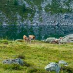 Bergsee, Kuh, Lago delle Stellune