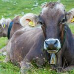 Fauna, Kuh, Tiere