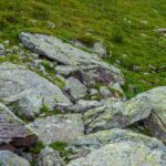 Alpenmurmeltier, Fauna, Marmotta, Murmeltier, Murmeltiere, Tiere