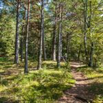 Tschaufen, Wald