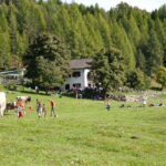 Cisloner Alm