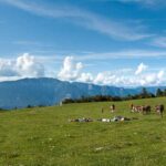 Alm, Berg, Berge, Bovinae, Cisloner Alm, Fauna, Hornträger, Matte, Mendelgebirge, Mendelkamm, Monte Corno, Naturpark Trudner Horn, Panoramaaufnahme, Rind, Rinder, Rinderherde, Rindviecher, Rindvieh, Tiere, Trudner Horn, Weide, Wiederkäuer, bos, bos taurus, bovina, bovini, bovis, catena della Mendola, cattle, manzo, ox, vaccina