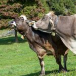 Fauna, Kuh, Tiere