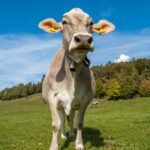 Fauna, Kuh, Tiere