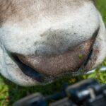 Fauna, Kuh, Tiere