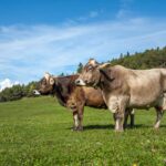 Cisloner Alm, Fauna, Kuh, Tiere