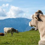Fauna, Kuh, Tiere