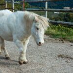 Fauna, Huftiere, Kleinpferd, Pferd, Pferde, Pony, Ponys, Ross, Schimmel, Tiere, cavallo, equino, horse