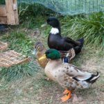Ente, Entenvögel, Fauna, Stockente, Tiere, Vogel, Vögel