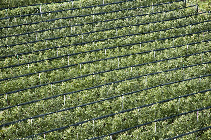 Weinbau im Südtiroler Unterland