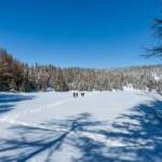 Felixer Weiher, Schnee, Schneewanderung, Spur, Spuren, Tret See, Wanderer, Wanderweg, Winter, Winterwandern, inverno, sentiero, weiße Jahreszeit, winter