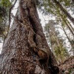 Baum im Frühlingstal