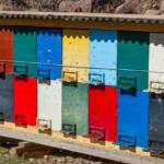 Biene, Bienen, Bienenbehausung, Bienenstock, Bienenstöcke, Fauna, Nisthöhle, Tiere