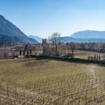 Ansitz Compil, Bolzano, Bozen, Frühjahr, Frühling, Landeshauptstadt Südtirol, Weinberg, Weinberge, Weinreben, vigna, vigneto, vineyard