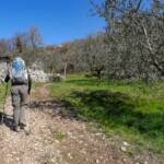 Olivenbaum, Olivenbäume, Olivenhain, Wanderer, Weg, cammino, wandern, way, Ölbaum