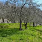 Olive, Olivenbaum, Olivenbäume, Olivenhain, Ölbaum