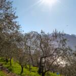 Olivenbaum, Olivenbäume, Ölbaum