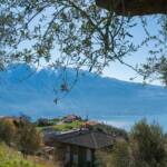 Gardameer, Gardasee, Olivenbaum, Olivenbäume, Tremosine sul Garda, Ölbaum