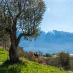 Gardameer, Gardasee, Olivenbaum, Olivenbäume, Tremosine sul Garda, Ölbaum