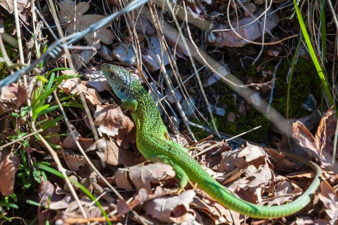 Eine Smaragdeidechse, die wir Südtiroler "Groanz" nennen.