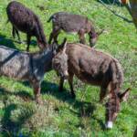 Esel, Fauna, Grautier, Tiere, Unpaarhufer, asino, asinus, ass, donkey, somaro