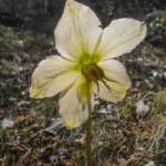Christrose, Christrosen, Helleborus, Lenzrose, Nieswurz, Schneerose