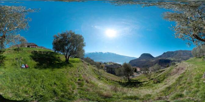 Olivenhain in Pregasio, über dem Gardasee.