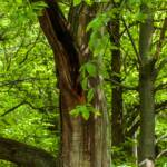 BZ, Baum, Buche, Buchen, Buchenartige, Buchengewächs, Bäume, Italien, Kohlern, Wald, albero, tree