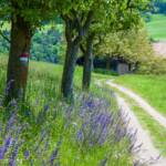 Ritten, Wanderweg, Weg, cammino, sentiero, way