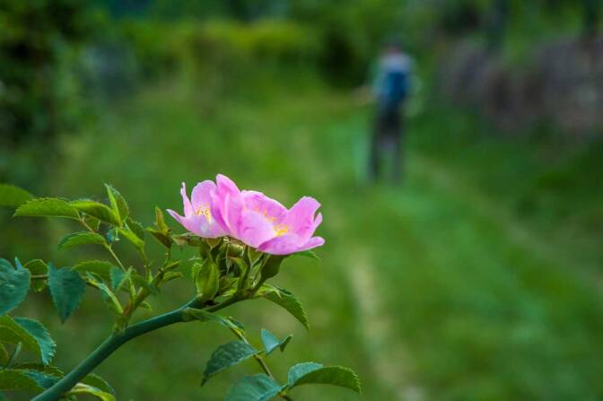 Rose am Wegesrand unterhalb von St. Justina