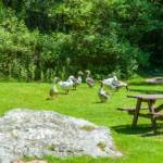 BZ, Bank, Fauna, Federvieh, Geflügel, Gänse, Gänsevögel, Hühnervögel, Italien, Tiere, Toblino, Vogel, Vögel