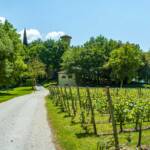 Anbauflächen, BZ, Castel Toblino, Italien, Rebflächen, Schloss Toblino, Toblino, Wanderweg, Weg, Weinanbaugebiet, Weinbaugebiet, Weinberg, Weinberge, Weinlandschaft, Weinreben, cammino, sentiero, way, wine terroir, wineyards