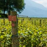 Anbauflächen, Kulturlandschaft, Rebflächen, Weinanbaugebiet, Weinbaugebiet, Weinberg, Weinberge, Weinlandschaft, Weinreben, wine terroir, wineyards